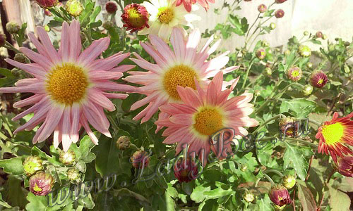 Chrysanthemum Chrysanthemum