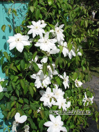 Клематис