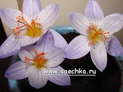 Крокус