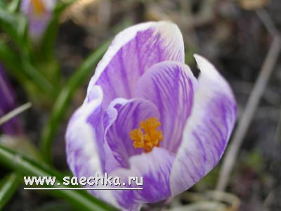 Crocus