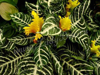 Афеландра (Aphelandra)