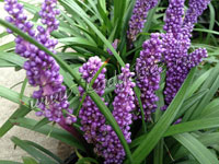 Лириопа (Liriope)