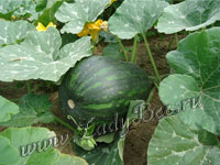 Тыква (Cucurbita)