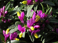 Истод (Polygala)