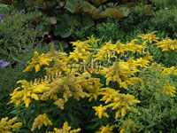 Солидаго или Золотарник (Solidago)