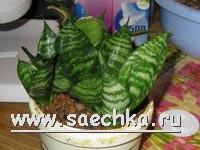 Сансевиерия (Sansevieria)