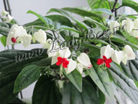 Клеродендрум или Волкамерия (Clerodendrum)