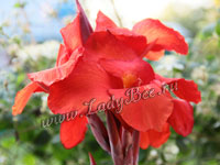 Канна (Canna)