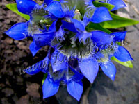 Горечавка (Gentiana)