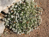 Лобулярия, Каменник (Lobularia)