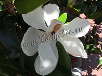 Магнолия (Magnolia)