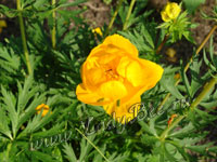 Купальница или Троллиус (Trollius)
