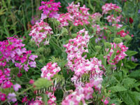 Вербена (Verbena)