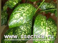 Диффенбахия (Dieffenbachia)