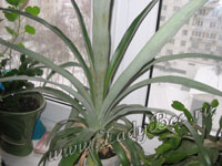 Ананас (Ananas)