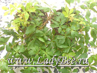 Циссус (Cissus)