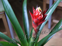 Гусмания (Guzmania)