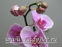 Орхидея (Orchidaceae)