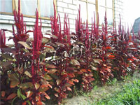 Целозия (Celosia)