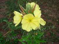 Энотера (Oenothera)