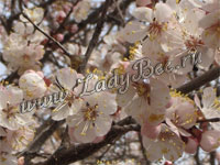 Абрикос (Prunus armeniaca)