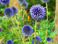 Мордовник или Эхинопс (Echinops)