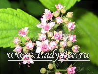 Спирея (Spiraea)