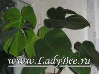 Монстера (Monstera)