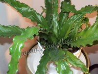 Асплениум или Костенец (Asplenium)