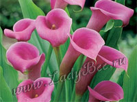 Зантедеския (Zantedeschia)