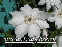 Клематис или Ломонос (Clematis)