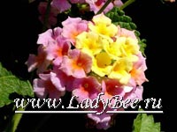 Лантана (Lantana)