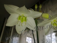 Эухарис или Амазонская лилия (Eucharis)