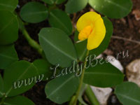 Арахис (Arachis)