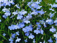 Лобелия (Lobelia)