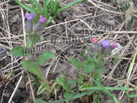 Медуница или Пульмонария (Pulmonaria)