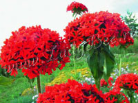 Лихнис (Lychnis)