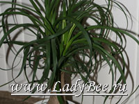 Нолина или Бокарнея (Nolina или Beaucarnea)