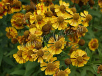 Гелениум (Helenium)