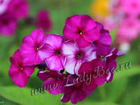 Флокс (Phlox)