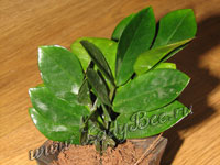 Замиокулькас (Zamioculcas)