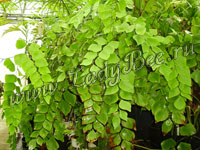 Адиантум (Adiantum)