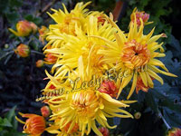 Хризантема (Chrysanthemum)