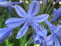 Агапантус (Agapanthus)