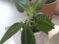 Каланхое (Kalanchoe)