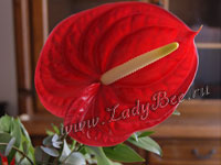 Антуриум (Anthurium)