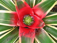 Неорегелия (Neoregelia)