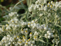 Анафалис (Anaphalis)