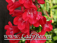 Пенстемон (Penstemon)
