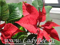 Молочай или Эуфорбия (Euphorbia)
